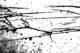 picture278_small.jpg