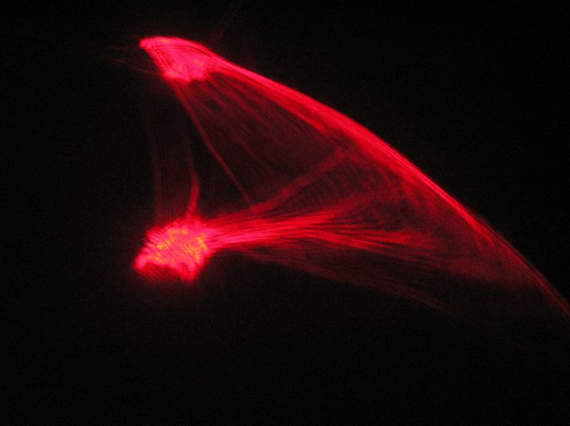 red 4