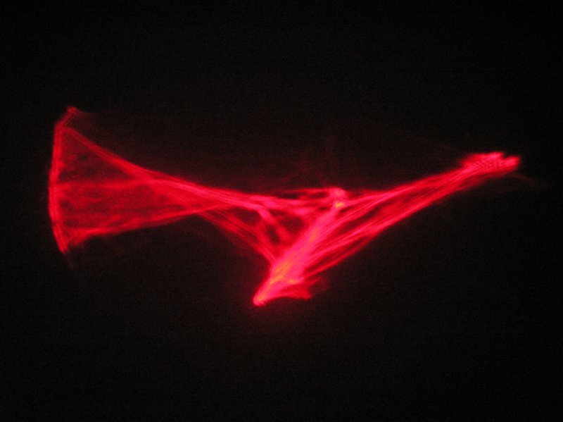 red 11