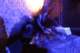 noisezoneix18astro_small.jpg