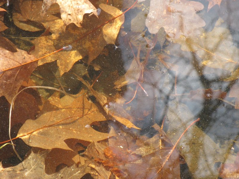 sc2009_17.jpg