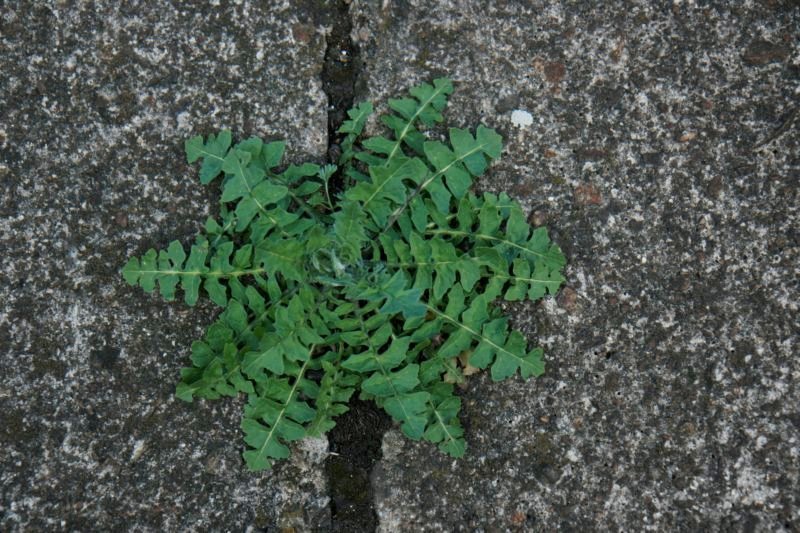 sc2012_16.jpg